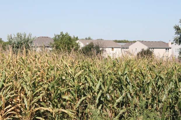 Subdivisions - Behind Corn