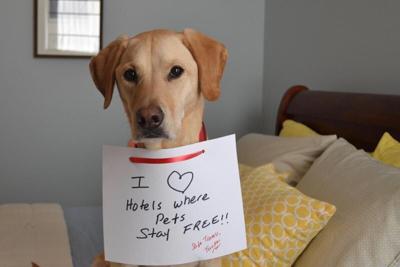Pets Stay Free at These Hotels: Enjoy Your Trip Without Breaking the Bank - Image