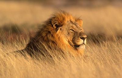 La gripe aviar mata a 20 grandes felinos en el santuario de Washington, lo que provoca una cuarentena