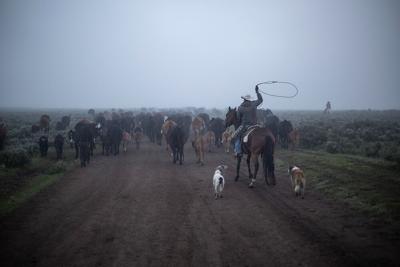 Cattle drive