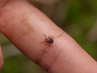 Científicos mapean la genética de las bacterias de la enfermedad de Lyme, contribuyendo a la investigación
