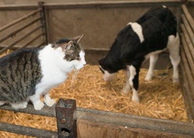 Más de la mitad de los gatos de las granjas infectadas con gripe aviar murieron después de beber leche