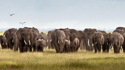 Elephants in Amboseli, Kenya