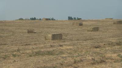Wildfire smoke may still affect some Montana perennial forage crops