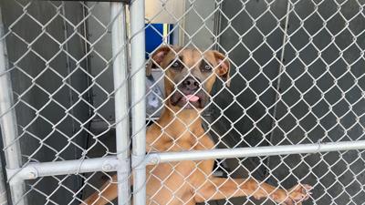 Caddo Animal Shelter