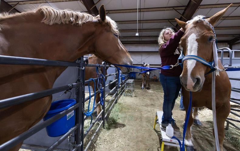 31st annual Big Sky Draft Horse Expo in Deer Lodge