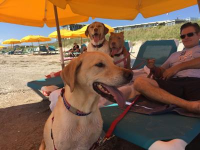 Pets Allowed vs. Pet Friendly – Accommodations That Go the Extra Mile - Image