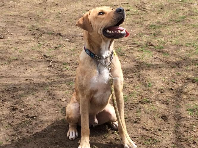 Kovu is looking for a home