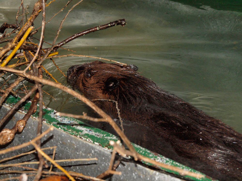 Beaver