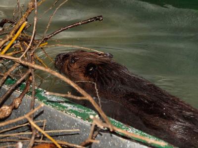 Beaver