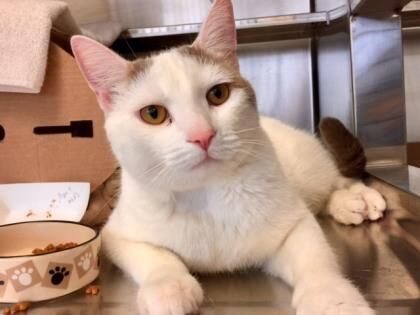 Pomelo is looking for a home