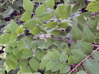 Kentucky Coffeetree