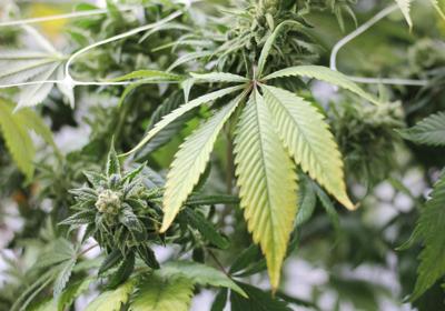 Cannabis