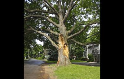 White oak