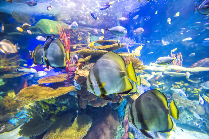 Image courtesy Ripley's Aquarium of Canada