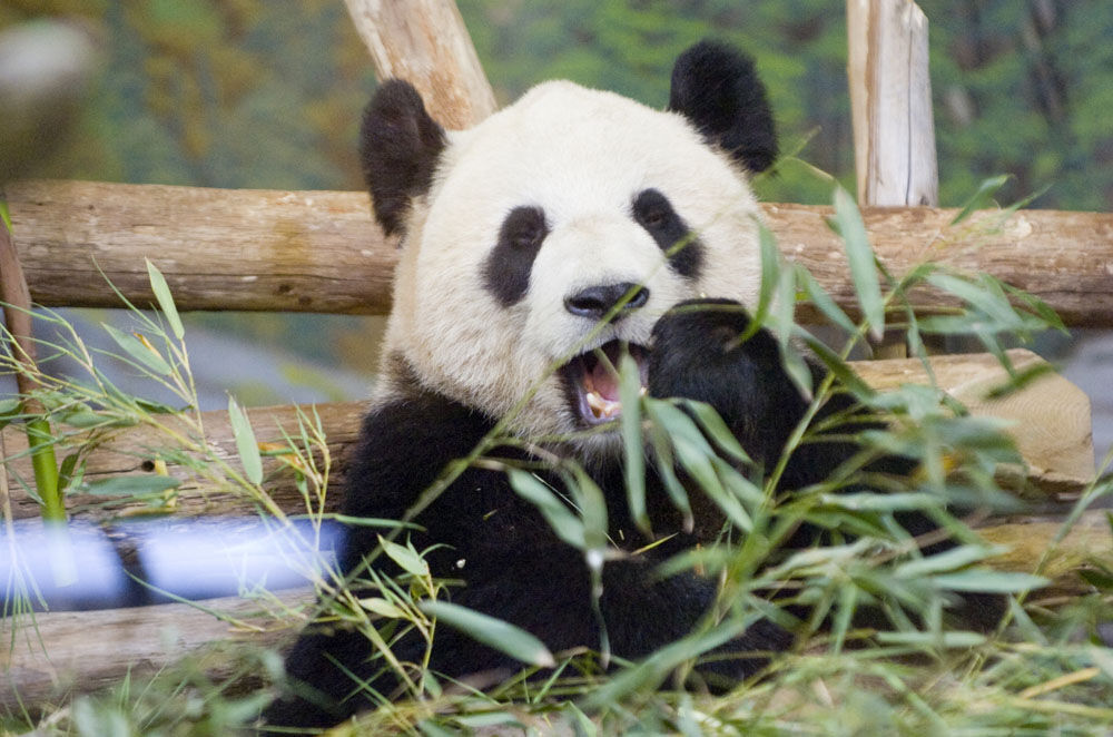 Pandas